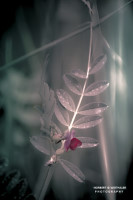 23k fotoart foto fotografie kunst composing bildbearbeitung blumen landschaft tiere portrait stil weithaler norbert